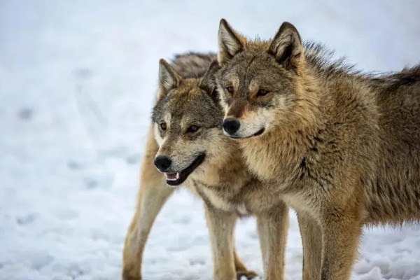 狼是不是保护动物，是国家二级保护野生动物