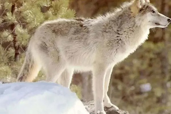狼是不是保护动物，是国家二级保护野生动物