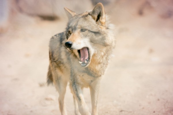 狼是不是保护动物，是国家二级保护野生动物
