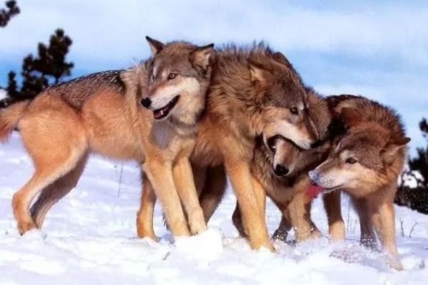 狼是不是保护动物，是国家二级保护野生动物