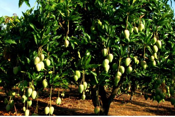 芒果的种植效益，种植效益还算可以