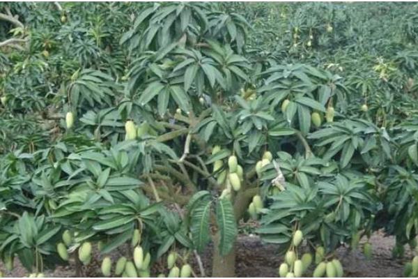 芒果的种植效益，种植效益还算可以