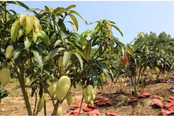 芒果的种植效益，种植效益还算可以