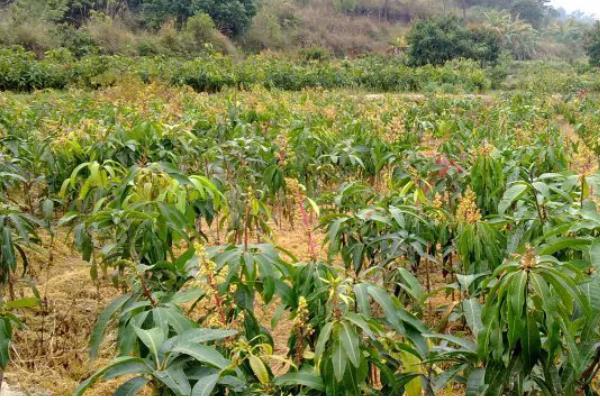 芒果的种植效益，种植效益还算可以