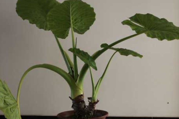 滴水观音有毒吗,带有毒性