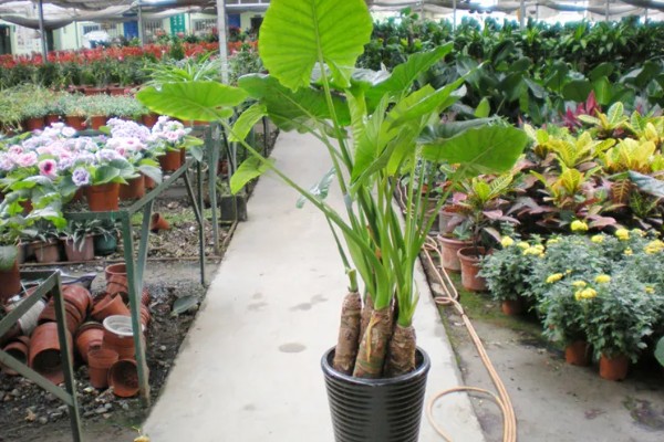 滴水观音有毒吗,带有毒性