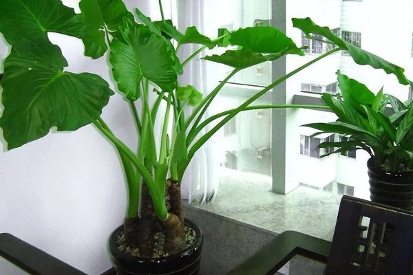 滴水观音有毒吗,带有毒性