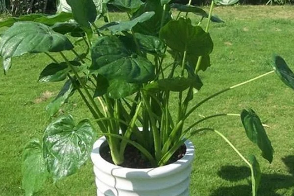 滴水观音有毒吗,带有毒性