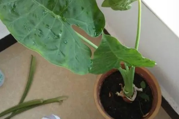 滴水观音有毒吗,带有毒性