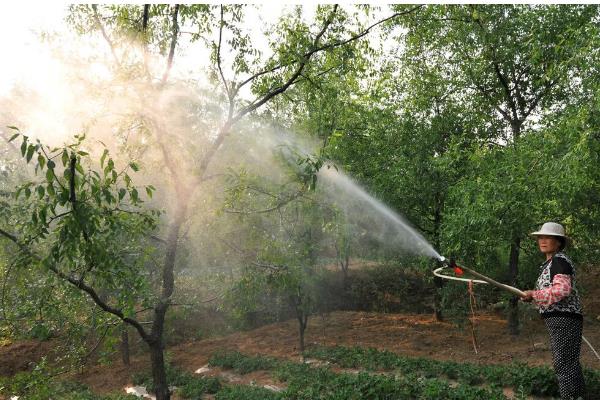 管理果树的方法，雨后要开沟排水