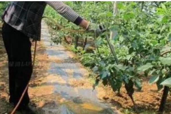 管理果树的方法，雨后要开沟排水