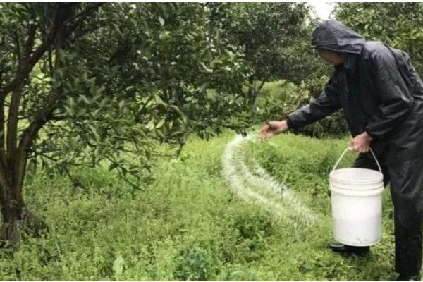管理果树的方法，雨后要开沟排水