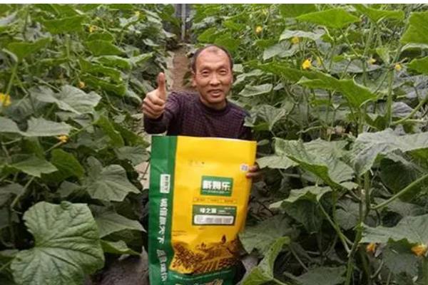 黄瓜弯曲怎么办，喷施复合微生物肥料可防治弯瓜