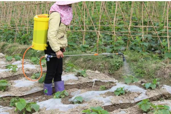 黄瓜弯曲怎么办，喷施复合微生物肥料可防治弯瓜