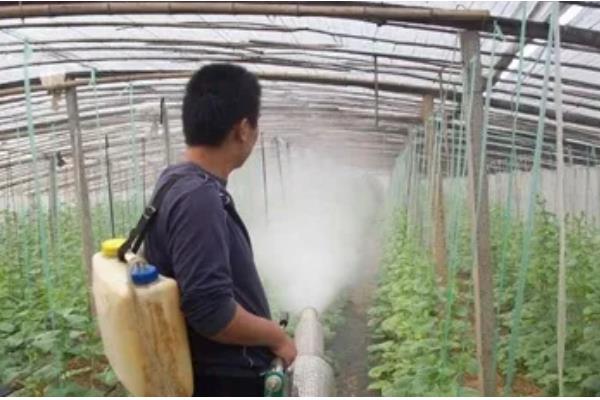 黄瓜弯曲怎么办，喷施复合微生物肥料可防治弯瓜