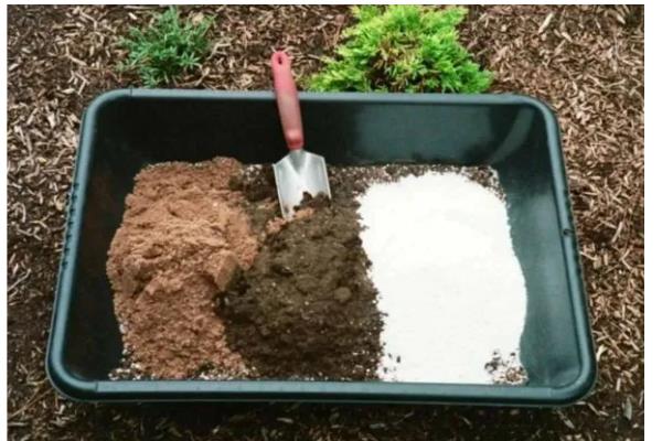 木芙蓉花的养殖方法，要用疏松透气肥沃的土壤种植