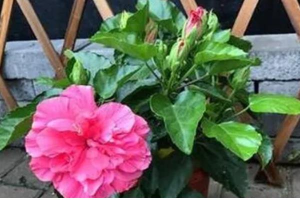 木芙蓉花的养殖方法，要用疏松透气肥沃的土壤种植