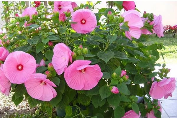 木芙蓉花的养殖方法，要用疏松透气肥沃的土壤种植