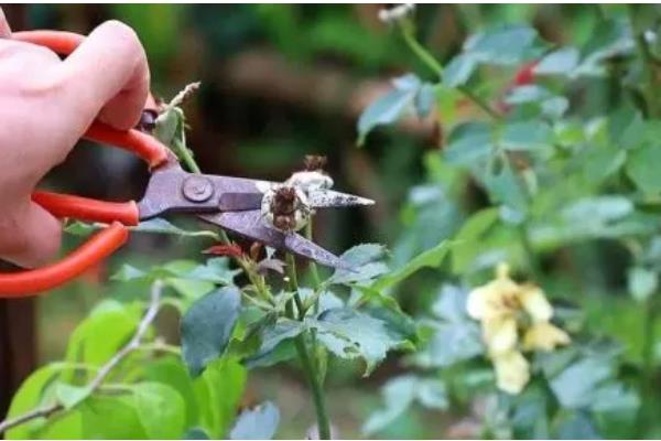 木芙蓉花的养殖方法，要用疏松透气肥沃的土壤种植