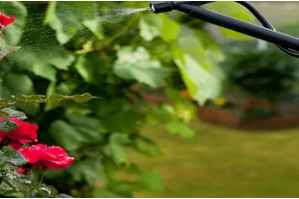 木芙蓉花的养殖方法，要用疏松透气肥沃的土壤种植