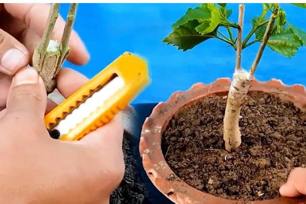 木芙蓉花的养殖方法，要用疏松透气肥沃的土壤种植