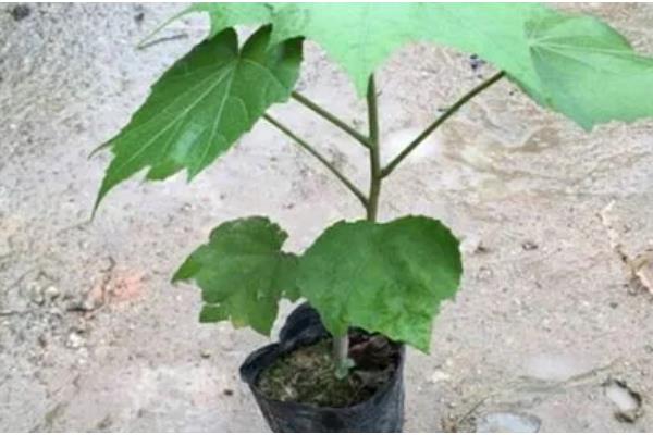 木芙蓉花的养殖方法，要用疏松透气肥沃的土壤种植