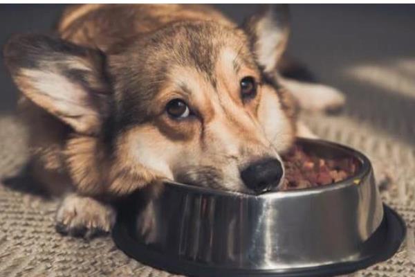 狗狗为什么厌食,可能是食物不适口、体内有寄生虫等因素所致