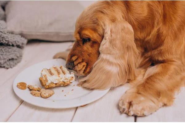 狗狗为什么厌食,可能是食物不适口、体内有寄生虫等因素所致