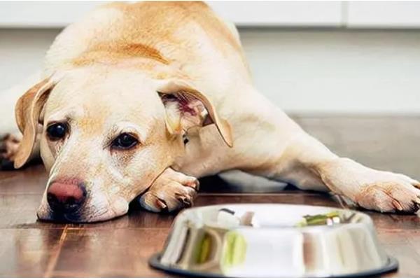 狗狗为什么厌食,可能是食物不适口、体内有寄生虫等因素所致
