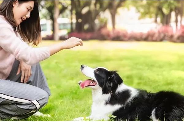狗狗为什么厌食,可能是食物不适口、体内有寄生虫等因素所致