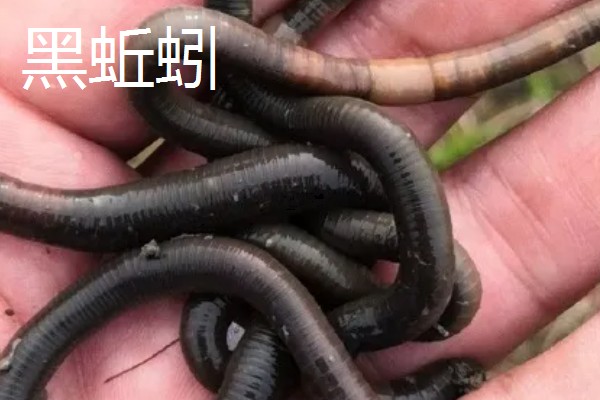钓黄颡鱼用什么蚯蚓，个体普遍较小则建议用红蚯蚓