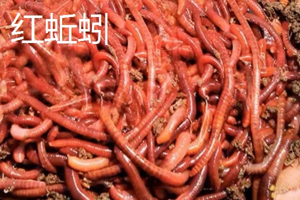 钓黄颡鱼用什么蚯蚓，个体普遍较小则建议用红蚯蚓