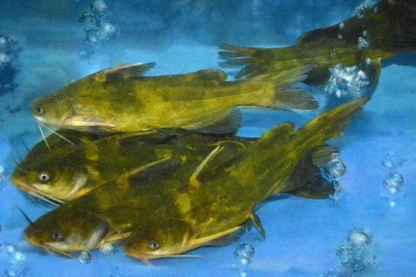 钓黄颡鱼用什么蚯蚓，个体普遍较小则建议用红蚯蚓