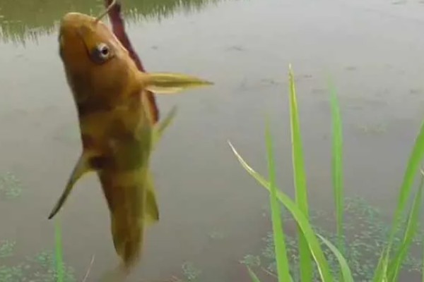 钓黄颡鱼用什么蚯蚓，个体普遍较小则建议用红蚯蚓