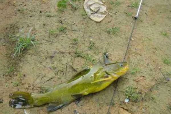 钓黄颡鱼用什么蚯蚓，个体普遍较小则建议用红蚯蚓