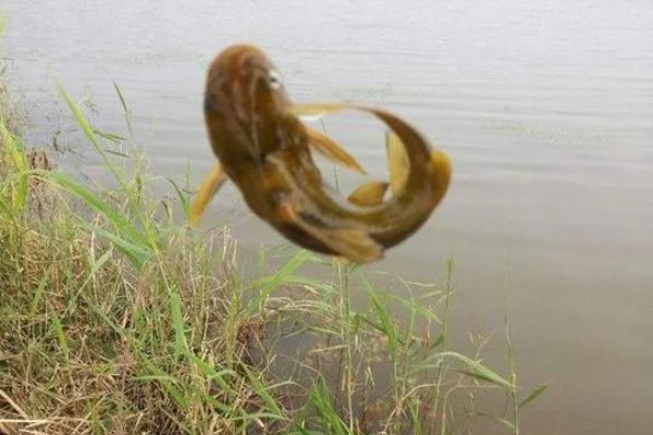 钓黄颡鱼用什么蚯蚓，个体普遍较小则建议用红蚯蚓