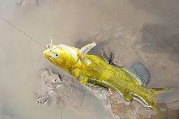 钓黄颡鱼用什么蚯蚓，个体普遍较小则建议用红蚯蚓