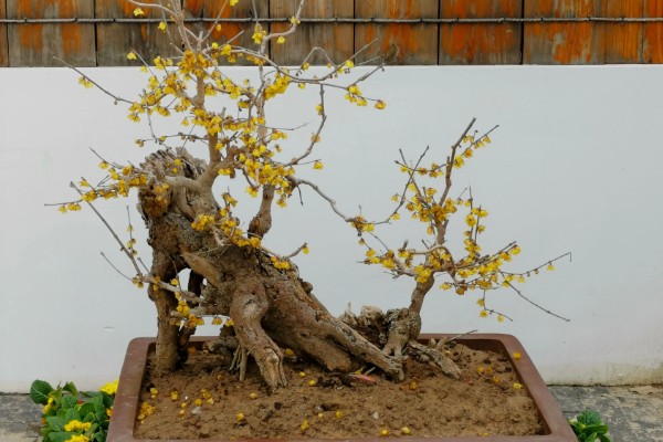 腊梅盆景如何制作，宜用紫砂陶盆种植