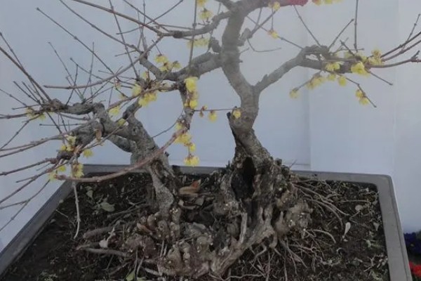 腊梅盆景如何制作，宜用紫砂陶盆种植
