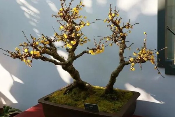 腊梅盆景如何制作，宜用紫砂陶盆种植