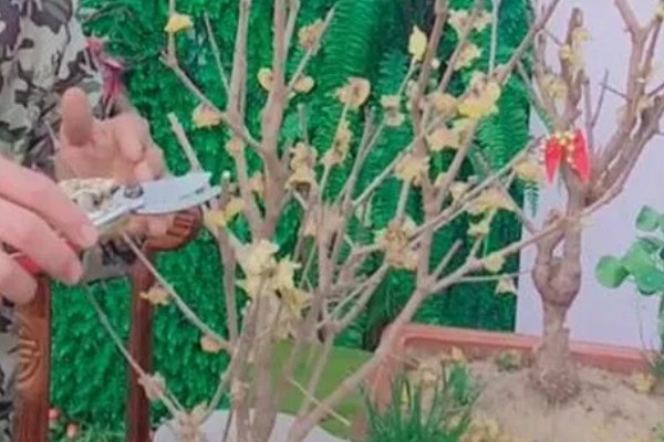 腊梅盆景如何制作，宜用紫砂陶盆种植