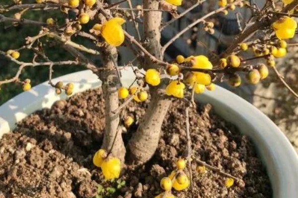 腊梅盆景如何制作，宜用紫砂陶盆种植