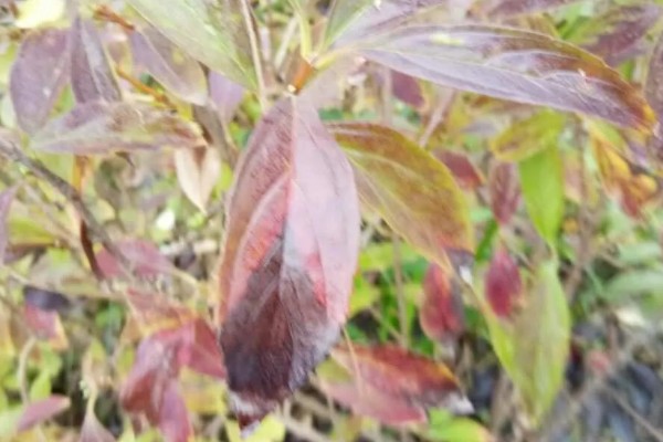 红叶石楠叶子发黄干枯的原因,可能是缺水导致的