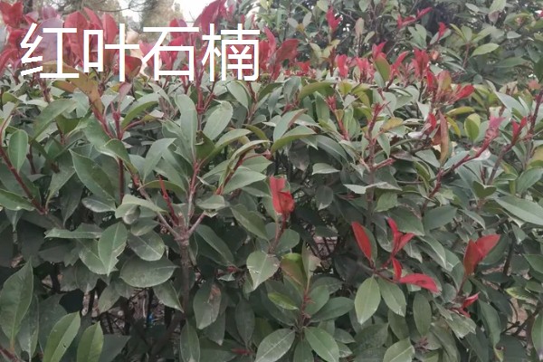 红叶石楠叶子发黄干枯的原因,可能是缺水导致的