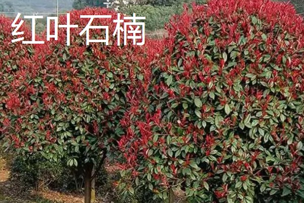 红叶石楠叶子发黄干枯的原因,可能是缺水导致的