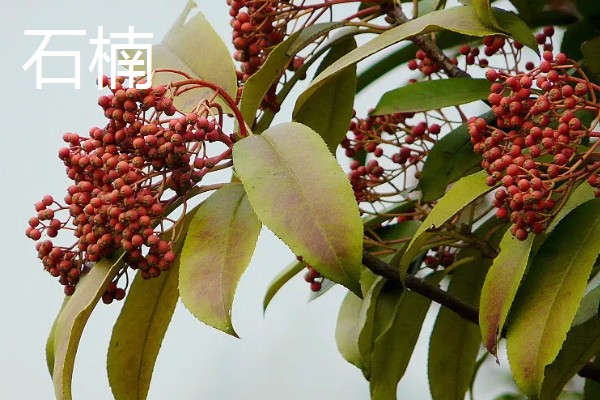 红叶石楠叶子发黄干枯的原因,可能是缺水导致的