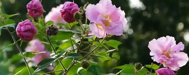 木芙蓉花的养殖方法，要用疏松透气肥沃的土壤种植