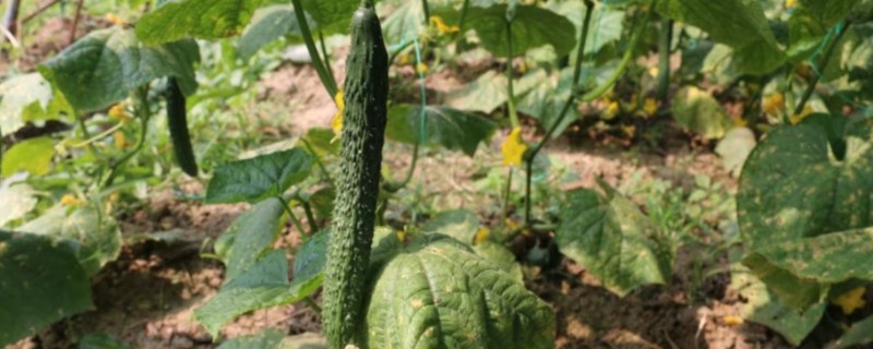 黄瓜弯曲怎么办，喷施复合微生物肥料可防治弯瓜