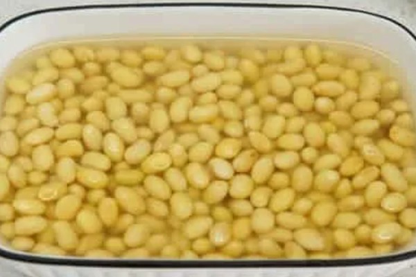 发财树浇什么水可以快速生长,柳枝水、黄豆水比较合适