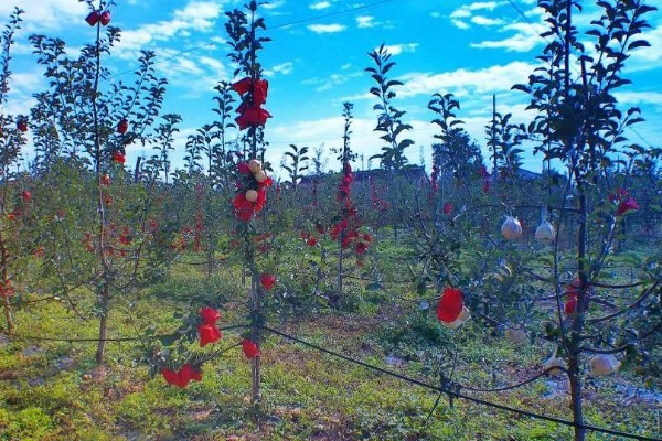 苹果花期怎么防冻,可对树干涂白